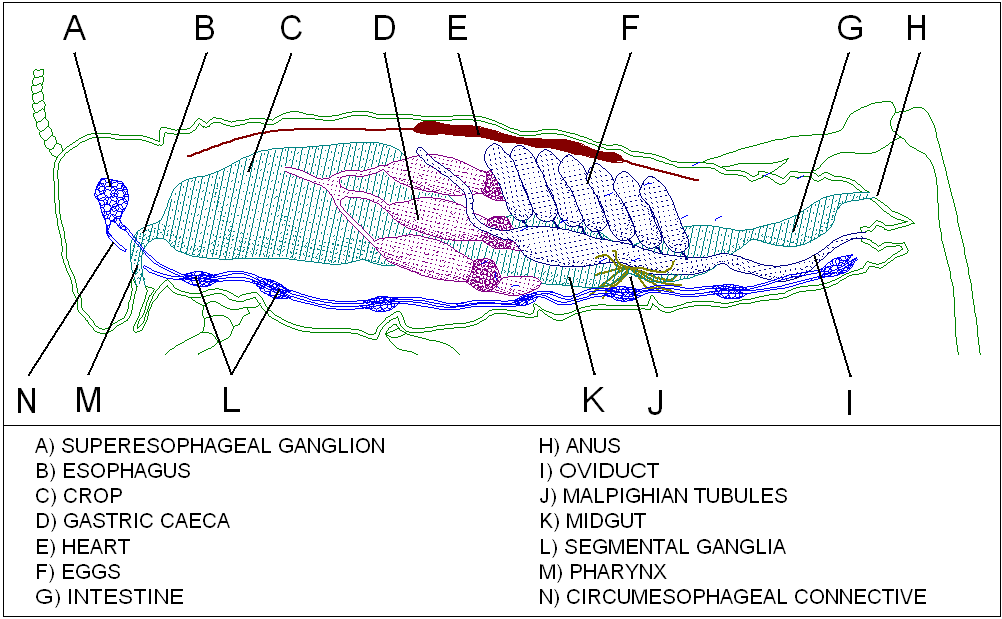 Dissection Lab Companion